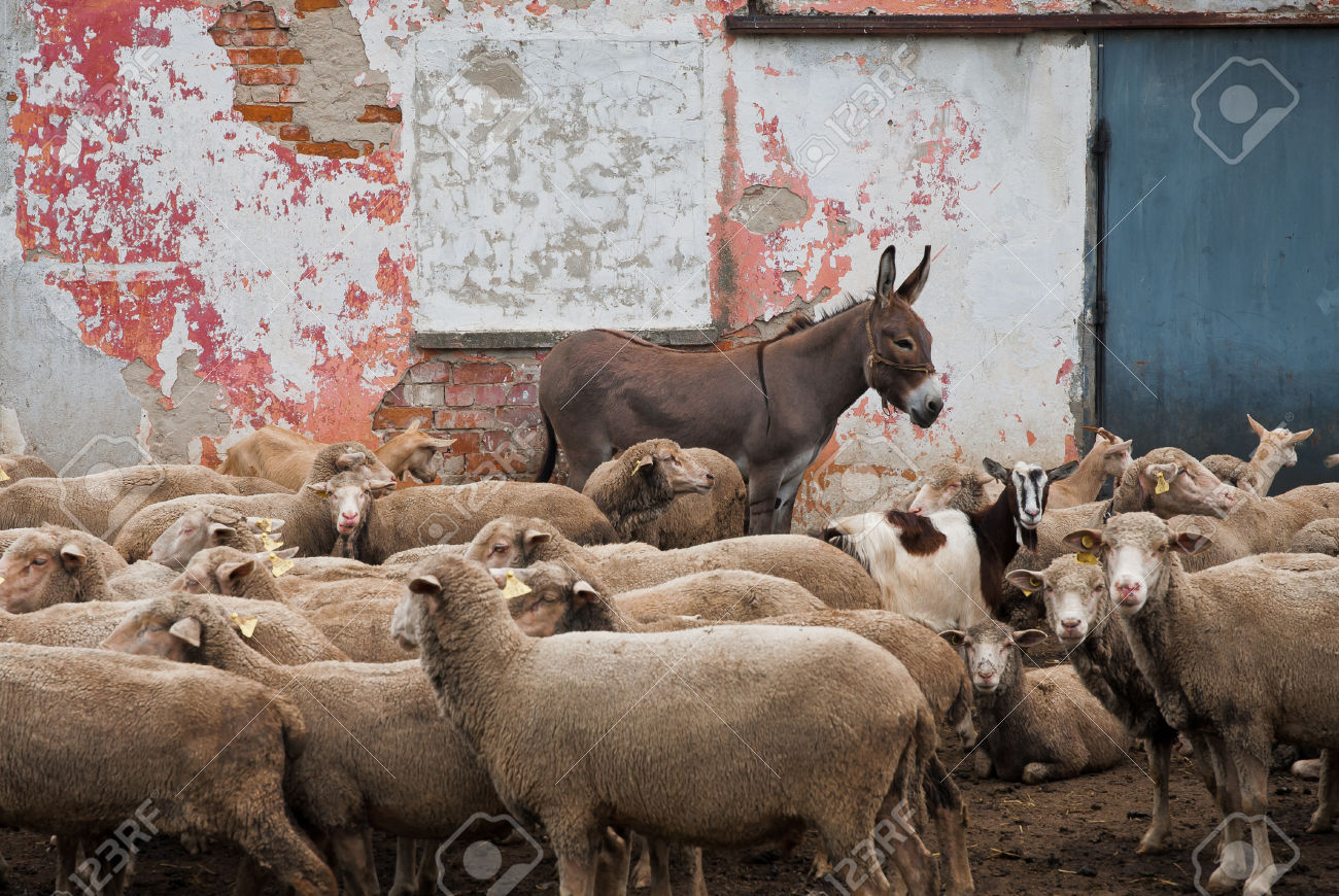Asin Bigio con pecore